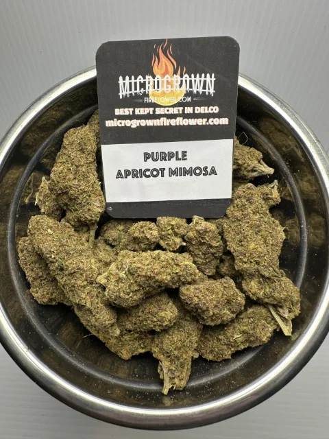 Purple Apricot Mimosa